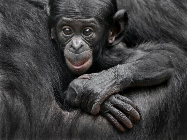 Produktbild: CALVENDO Puzzle Bonobo XEKELE | 1000 Teile Lege-Gr&ouml;&szlig;e 64x48cm Foto-Puzzle f&uuml;r gl&uuml;ckliche Stunden