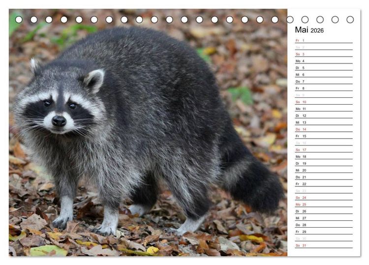 Produktbild: Der kleine R&auml;uber mit Maske - Waschb&auml;ren (Tischkalender 2026 DIN A5 quer), CALVENDO Monatskalender