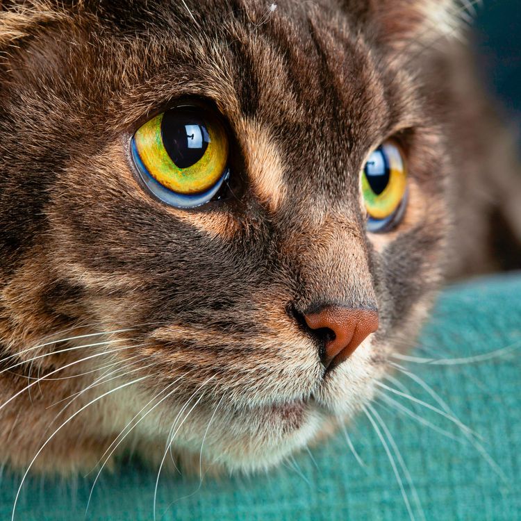 Produktbild: Cool Cats 2027