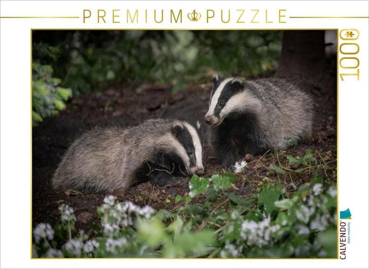 Produktbild: CALVENDO Puzzle Dachs | 1000 Teile Lege-Gr&ouml;&szlig;e 64x48cm Foto-Puzzle f&uuml;r gl&uuml;ckliche Stunden