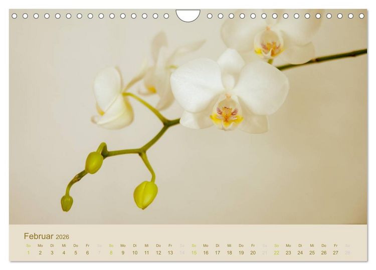 Produktbild: Orchideen Tr&auml;ume (Wandkalender 2026 DIN A4 quer), CALVENDO Monatskalender