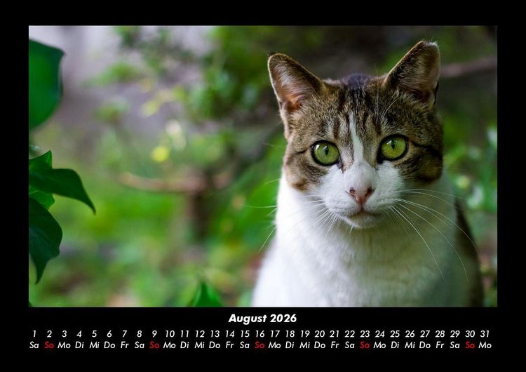 Produktbild: F&uuml;r Katzenfreunde 2026 Fotokalender DIN A3