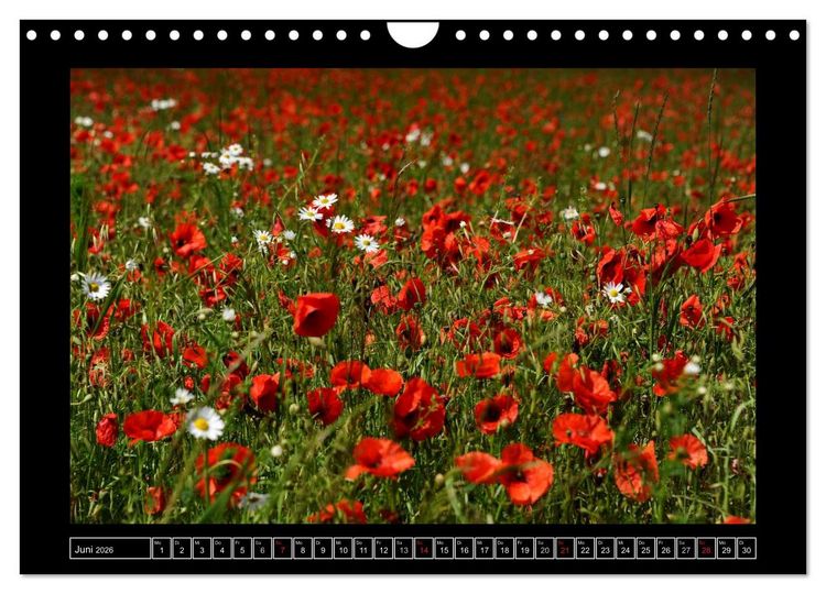 Produktbild: Roter Mohn, bunte Wiesen (Wandkalender 2026 DIN A4 quer), CALVENDO Monatskalender