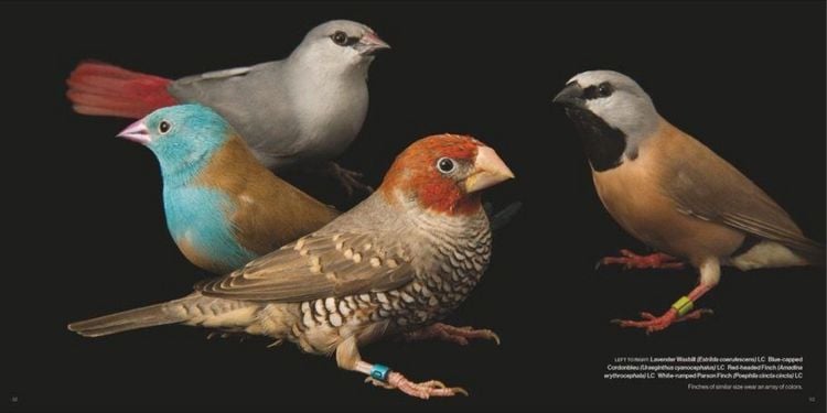 Produktbild: Vogelreich