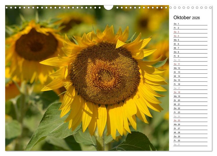 Produktbild: Ein Jahr lang Sonnenblumen (Wandkalender 2026 DIN A3 quer), CALVENDO Monatskalender