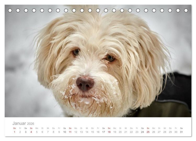 Produktbild: Havaneser - Herz aus Gold (Tischkalender 2026 DIN A5 quer), CALVENDO Monatskalender