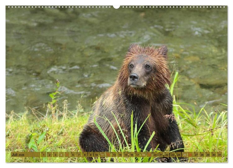 Produktbild: Wildtiere Nordamerikas (Wandkalender 2026 DIN A2 quer), CALVENDO Monatskalender