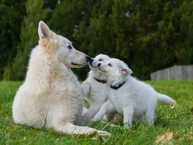 Produktbild: CALVENDO Puzzle Ein Motiv aus dem Kalender Wei&szlig;er Schweizer Sch&auml;ferhund - Ein Tag im Leben einer Hundefamilie | 1000 Teile Lege-Gr&ouml;&szlig;e 64x48cm Foto-Puzzle f&uuml;r gl&uuml;ckliche Stunden