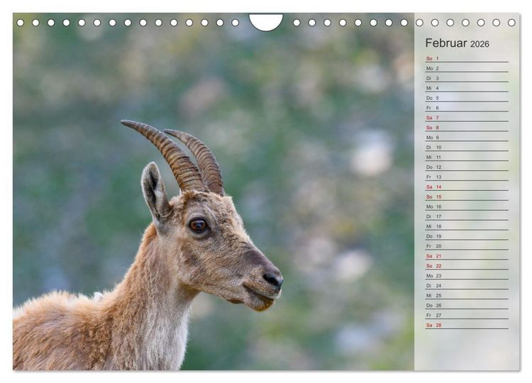 Produktbild: Bergk&ouml;nige - Steinb&ouml;cke im Blickpunkt der Naturfotografie (Wandkalender 2026 DIN A4 quer), CALVENDO Monatskalender