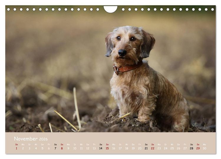 Produktbild: Dackel - lustige Gesellen auf kurzen Beinchen (Wandkalender 2026 DIN A4 quer), CALVENDO Monatskalender