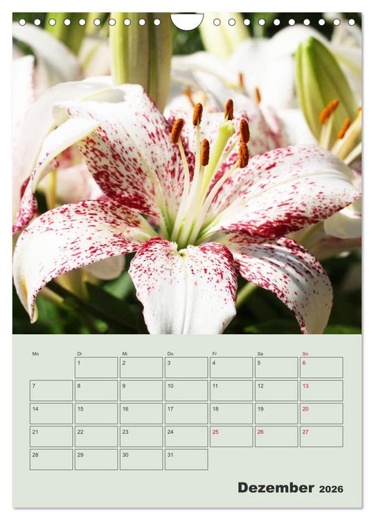 Produktbild: Lilien im Garten (Wandkalender 2026 DIN A4 hoch), CALVENDO Monatskalender