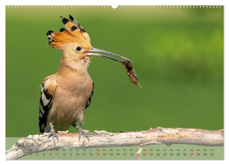 Produktbild: Fantastische Vogelwelt Slowenien (Wandkalender 2026 DIN A2 quer), CALVENDO Monatskalender