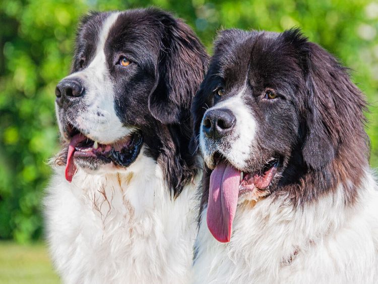 Produktbild: CALVENDO Puzzle Portr&auml;t zweier Landseer | 1000 Teile Lege-Gr&ouml;&szlig;e 64x48cm Foto-Puzzle f&uuml;r gl&uuml;ckliche Stunden