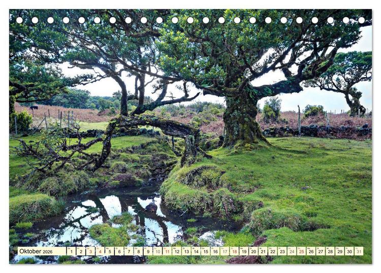 Produktbild: Mystische W&auml;lder - Zauber der Natur (Tischkalender 2026 DIN A5 quer), CALVENDO Monatskalender
