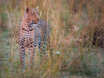 Produktbild: CALVENDO Puzzle Leopard | 1000 Teile Lege-Gr&ouml;&szlig;e 64x48cm Foto-Puzzle f&uuml;r gl&uuml;ckliche Stunden