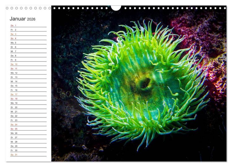 Produktbild: Die Farben der Ozeanwelt (Wandkalender 2026 DIN A3 quer), CALVENDO Monatskalender