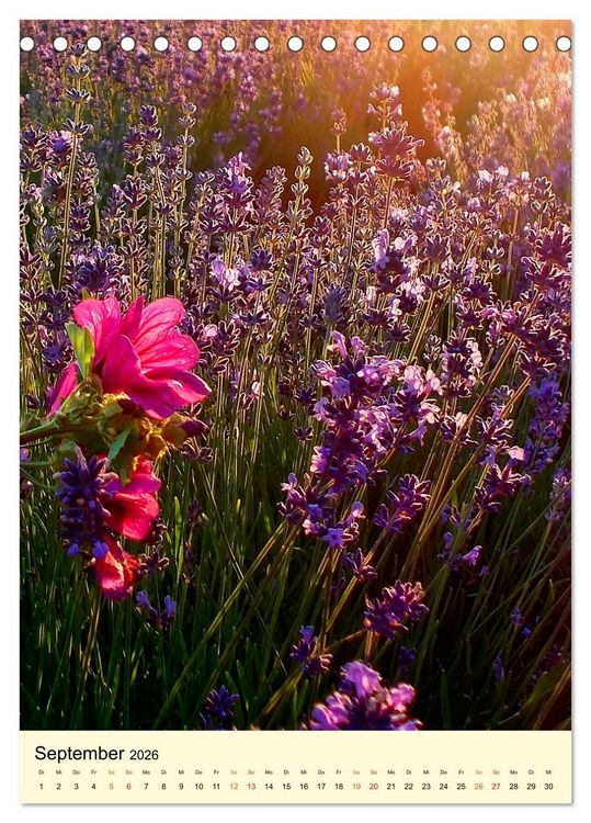Produktbild: Provence Lavendel Paradies (Tischkalender 2026 DIN A5 hoch), CALVENDO Monatskalender