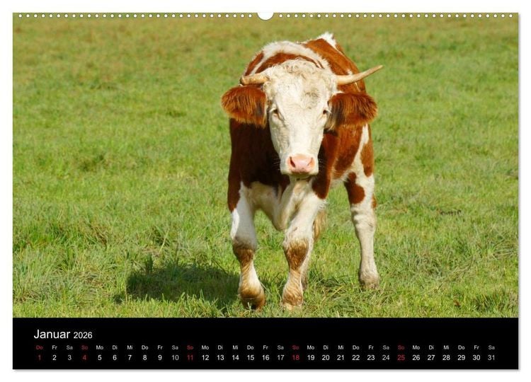 Produktbild: Die Welt der K&uuml;he (hochwertiger Premium Wandkalender 2026 DIN A2 quer), Kunstdruck in Hochglanz