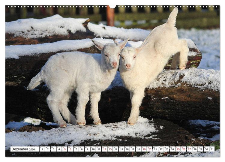 Produktbild: Ziegen - Die Stars aus dem Streichelzoo (Wandkalender 2026 DIN A2 quer), CALVENDO Monatskalender