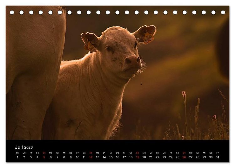 Produktbild: K&uuml;he 2026 (Tischkalender 2026 DIN A5 quer), CALVENDO Monatskalender