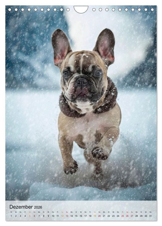 Produktbild: Franz&ouml;sische Bulldogge - ein Hund f&uuml;r die Familie (Wandkalender 2026 DIN A4 hoch), CALVENDO Monatskalender