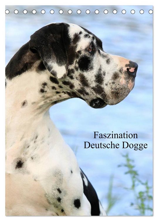 Produktbild: Faszination Deutsche Dogge (Tischkalender 2026 DIN A5 hoch), CALVENDO Monatskalender