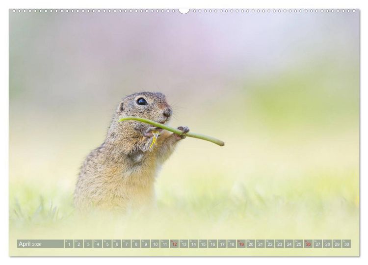 Produktbild: Liebenswerte Ziesel - vom Aussterben bedrohte Nagetiere (Wandkalender 2026 DIN A2 quer), CALVENDO Monatskalender
