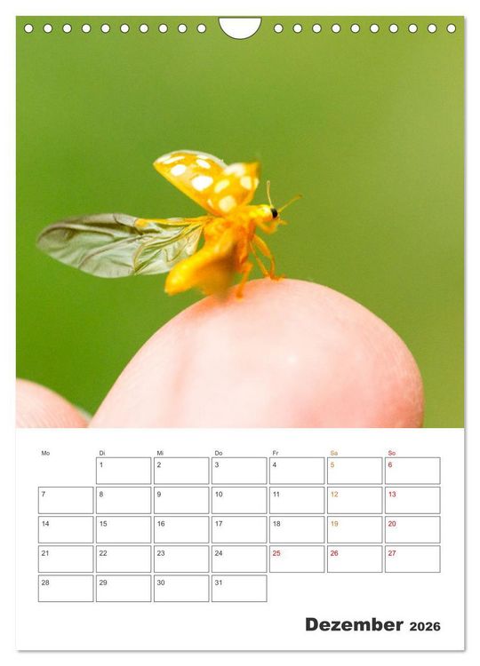 Produktbild: Kleines Gl&uuml;ck ganz gro&szlig;: Marienk&auml;fer! (Wandkalender 2026 DIN A4 hoch), CALVENDO Monatskalender
