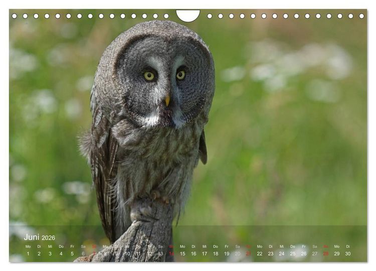 Produktbild: Eulen-Kalender (Wandkalender 2026 DIN A4 quer), CALVENDO Monatskalender