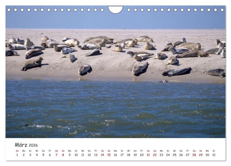 Produktbild: Nordsee, Meer, Strand und Wind (Wandkalender 2026 DIN A4 quer), CALVENDO Monatskalender