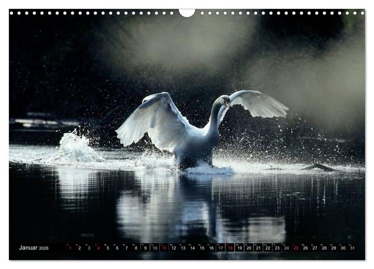 Produktbild: SCHW&Auml;NE. (Wandkalender 2026 DIN A3 quer), CALVENDO Monatskalender