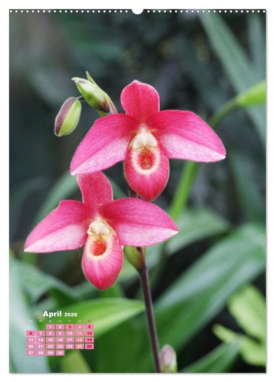 Produktbild: Orchideensch&auml;tze (hochwertiger Premium Wandkalender 2026 DIN A2 hoch), Kunstdruck in Hochglanz