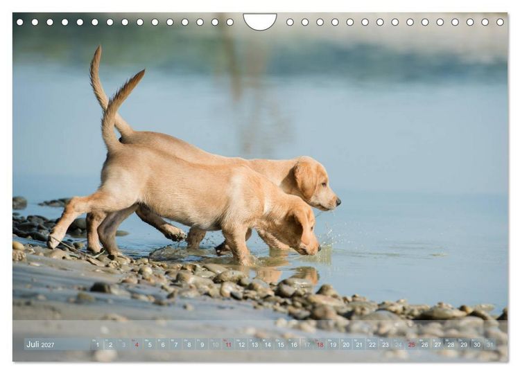 Produktbild: Labradore im Wasser (Wandkalender 2027 DIN A4 quer), CALVENDO Monatskalender