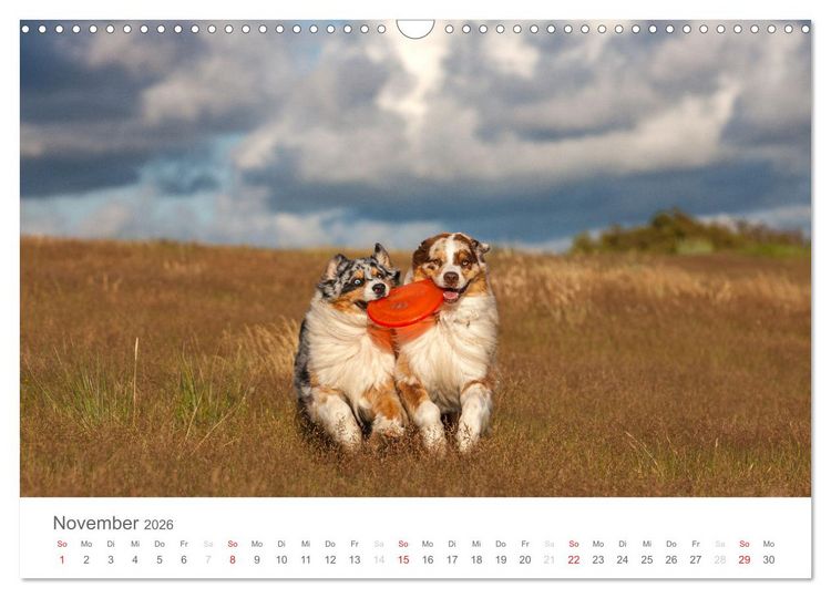 Produktbild: Australian Shepherd 2026 (Wandkalender 2026 DIN A3 quer), CALVENDO Monatskalender