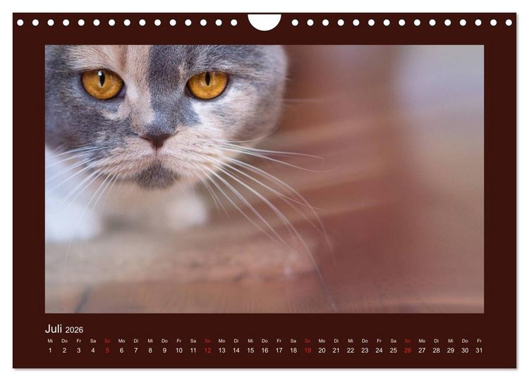 Produktbild: Britisch Kurzhaar Katzen - Poesie f&uuml;rs Auge (Wandkalender 2026 DIN A4 quer), CALVENDO Monatskalender