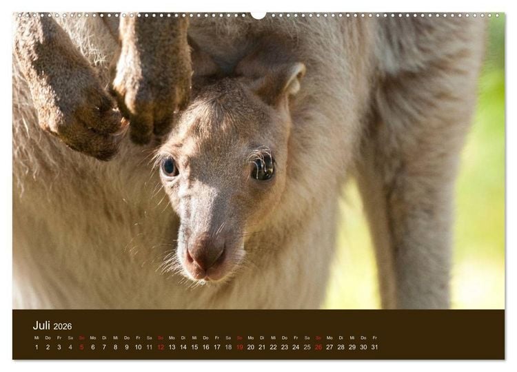 Produktbild: Beuteltiere Australiens (hochwertiger Premium Wandkalender 2026 DIN A2 quer), Kunstdruck in Hochglanz