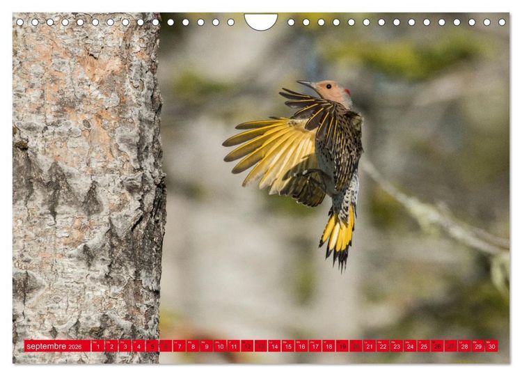 Produktbild: LA FOR&Ecirc;T DES PICS (Calendrier mural 2026 DIN A4 vertical), CALVENDO calendrier mensuel