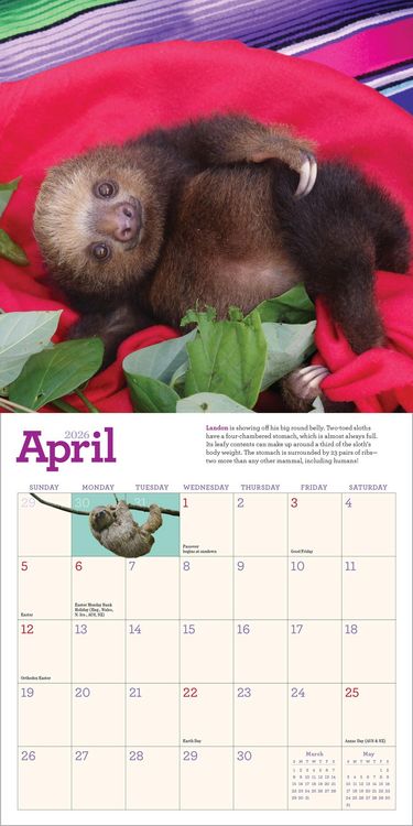 Produktbild: Original Sloths Mini Wall Calendar 2026
