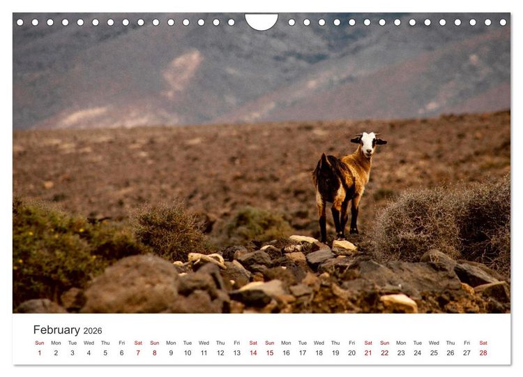 Produktbild: Fuerteventrua The volcanic island (Wall Calendar 2026 DIN A4 landscape), CALVENDO 12 Month Wall Calendar