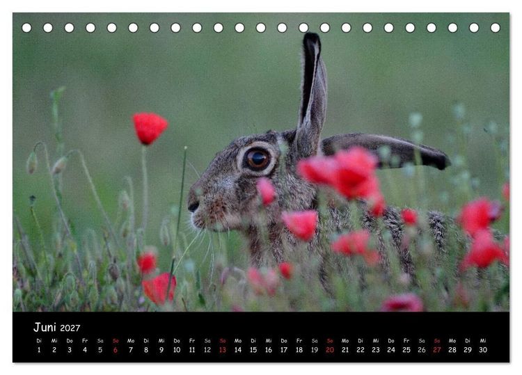 Produktbild: Naturjuwelen - Neusiedler See (Tischkalender 2027 DIN A5 quer), CALVENDO Monatskalender