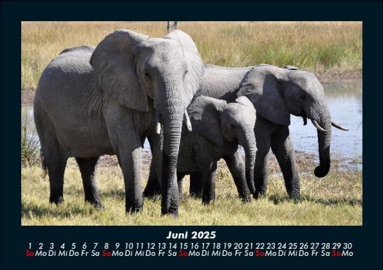 Produktbild: Der Elefantenkalender 2025 Fotokalender DIN A5