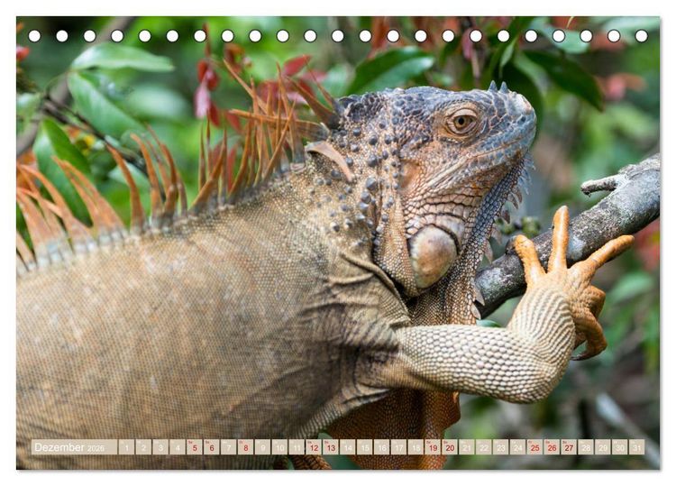 Produktbild: Farbenfrohes Costa Rica (Tischkalender 2026 DIN A5 quer), CALVENDO Monatskalender