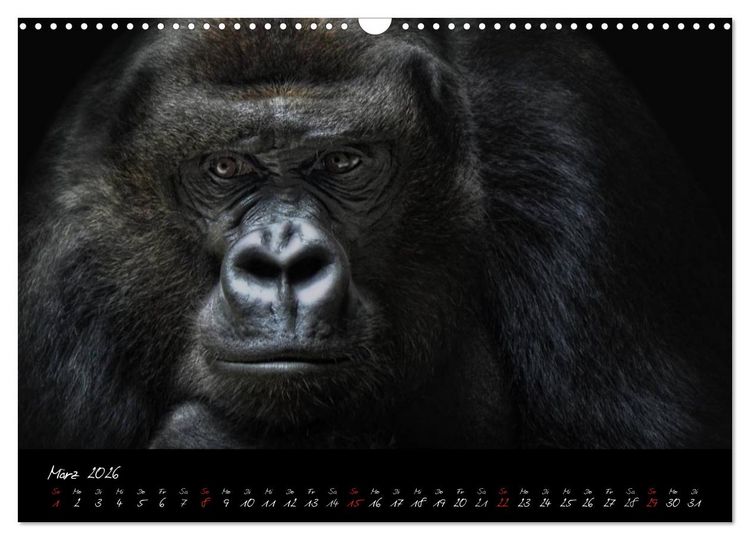 Produktbild: Gorilla (Wandkalender 2026 DIN A3 quer), CALVENDO Monatskalender