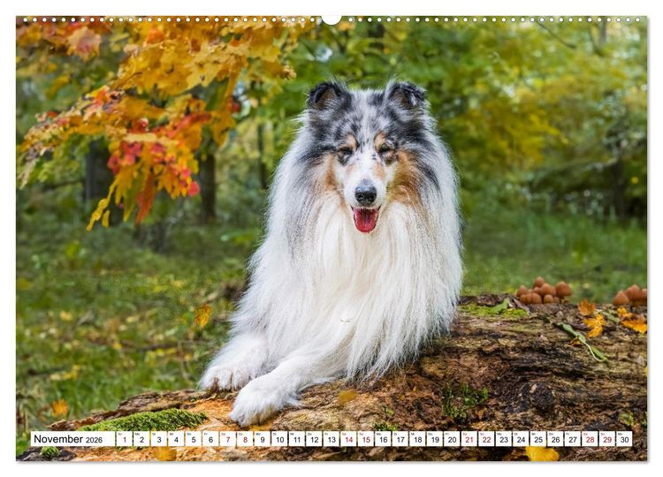 Produktbild: Traumhund Collie - Mein bester Freund (hochwertiger Premium Wandkalender 2026 DIN A2 quer), Kunstdruck in Hochglanz