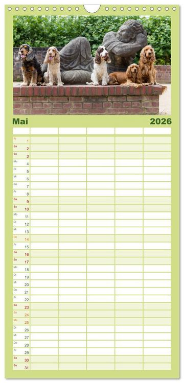 Produktbild: Familienplaner 2026 - English Cocker Spaniels - Ein Spaziergang im Park mit 5 Spalten (Wandkalender, 21 x 45 cm) CALVENDO