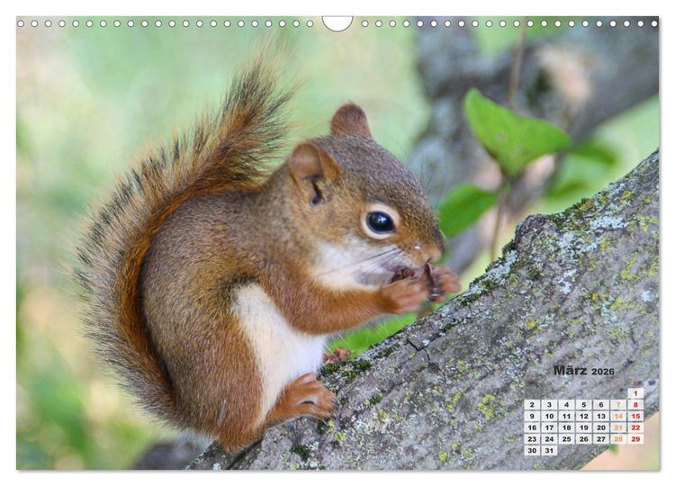 Produktbild: Kanadas charmante Kleintiere - Bezaubernde Einblicke in die Natur (Wandkalender 2026 DIN A3 quer), CALVENDO Monatskalender