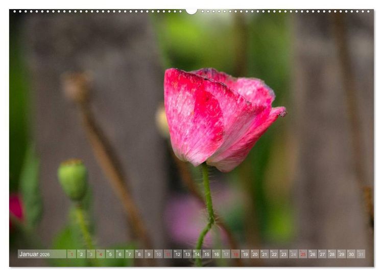 Produktbild: Mohn (hochwertiger Premium Wandkalender 2026 DIN A2 quer), Kunstdruck in Hochglanz