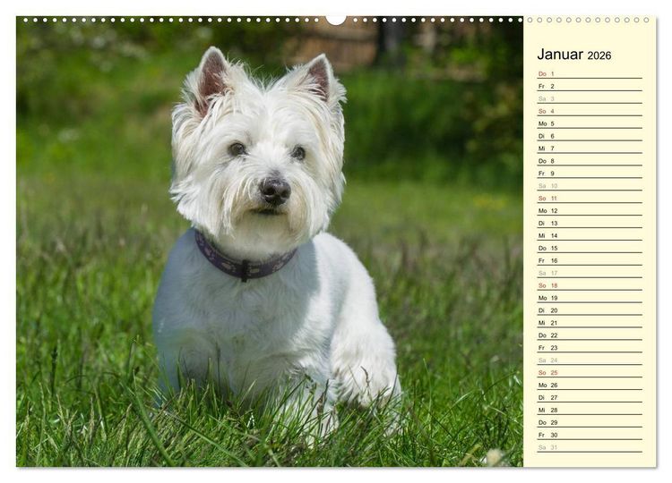 Produktbild: Kobold auf 4 Pfoten - West Highland White Terrier (Wandkalender 2026 DIN A2 quer), CALVENDO Monatskalender