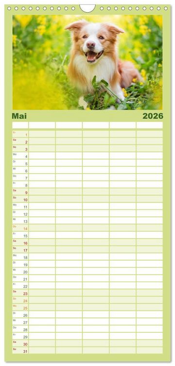 Produktbild: Familienplaner 2026 - Border Collies 2026 mit 5 Spalten (Wandkalender, 21 x 45 cm) CALVENDO