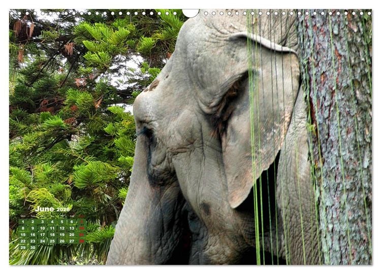 Produktbild: Gentle giants in the jungle (Wall Calendar 2026 DIN A3 landscape), CALVENDO 12 Month Wall Calendar